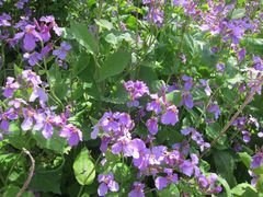 Orychophragmus violaceus