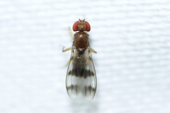 Chymomyza amoena