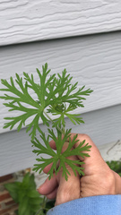 Geranium bicknellii