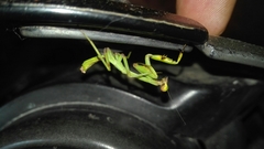 Stagmatoptera septentrionalis