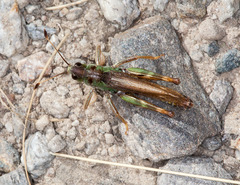 Gomphocerus sibiricus