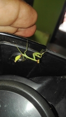 Stagmatoptera septentrionalis