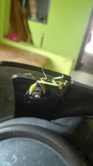 Stagmatoptera septentrionalis