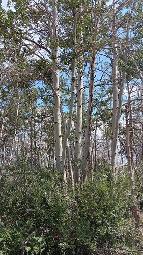 quaking aspen
