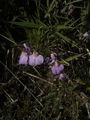 Utricularia longifolia, photograph (c) Parque Nacional da Serra do Cipó, some rights reserved (CC BY)