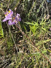 Utricularia longifolia, photograph (c) Parque Nacional da Serra do Cipó, some rights reserved (CC BY)