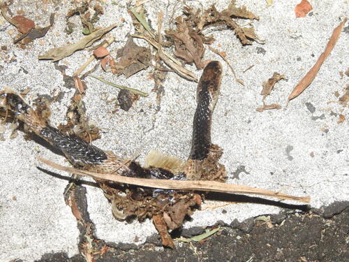 Bungarus candidus