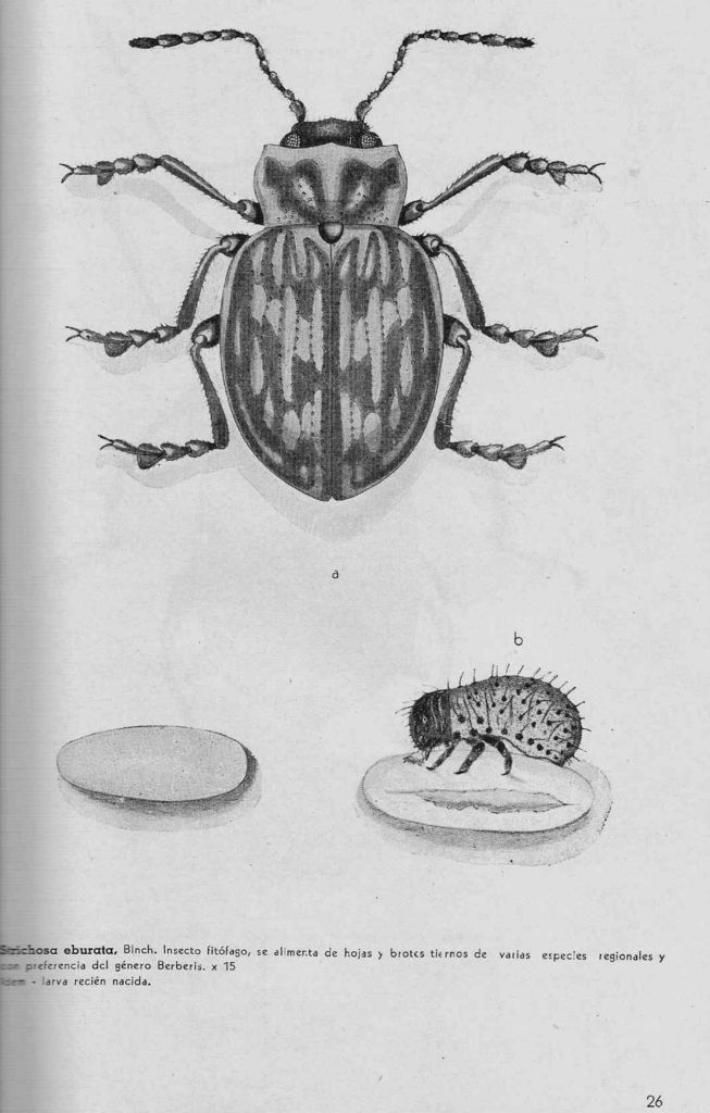 Strichosa eburata
