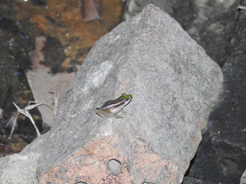 Hylarana erythraea