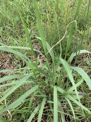 Elymus glabriflorus