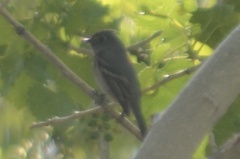 Empidonax difficilis