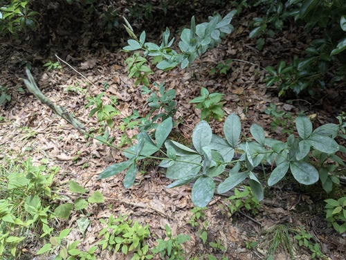 Thermopsis villosa