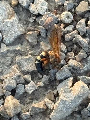 Eastern Cicada-killer Wasp