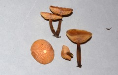 Flammulina rossica