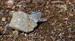 Celastrina echo