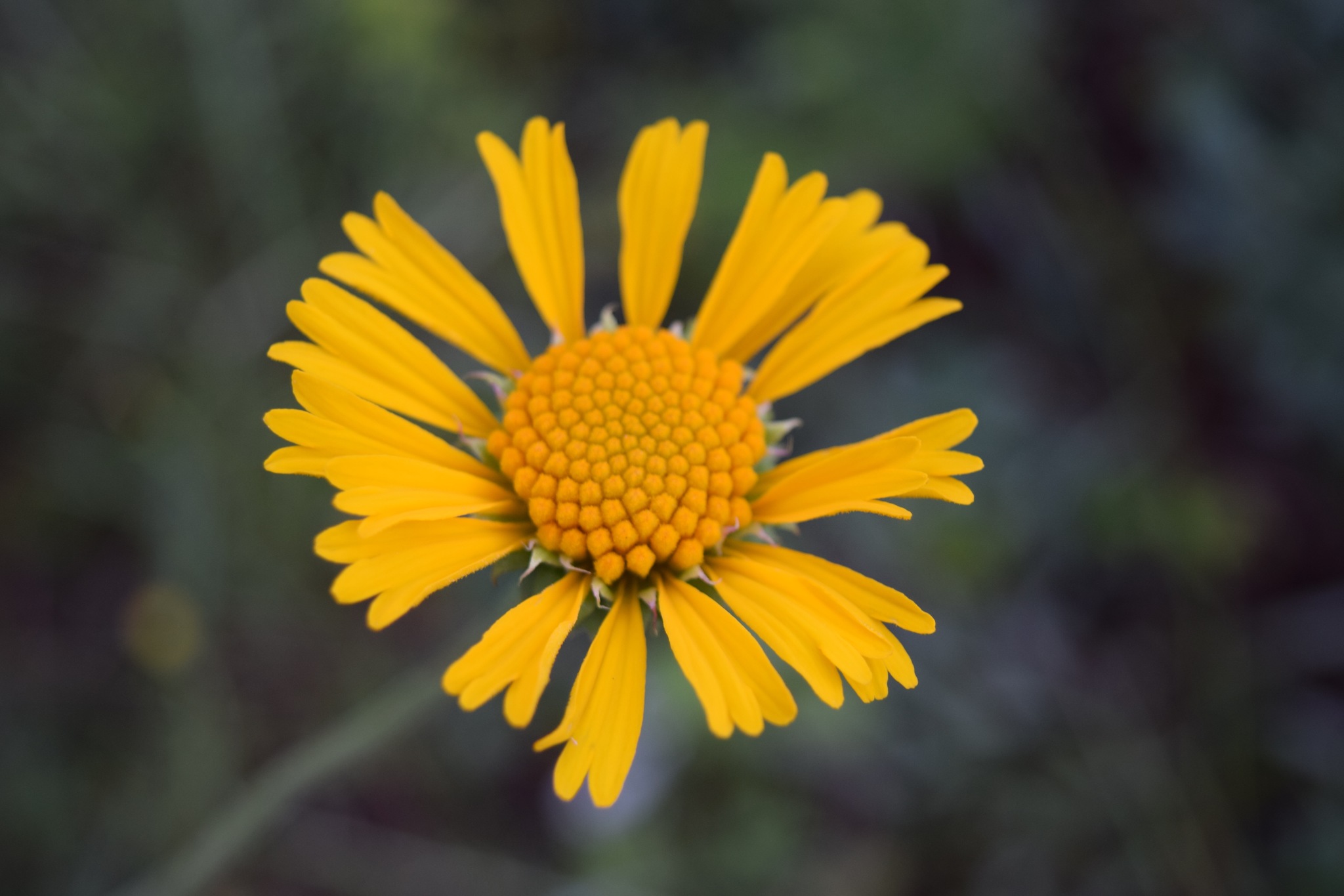 Balduina uniflora