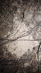 Talpa europaea