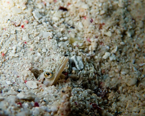 Yellowface pikeblenny (Chaenopsis limbaughi) — Chaenopsidae — 4