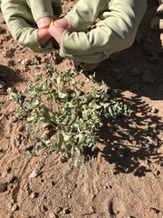 Astragalus geyeri triquetrus