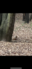 Sciurus niger