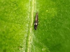 Panchaetothripidae