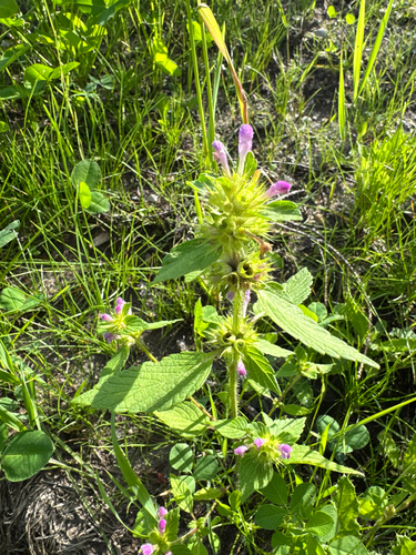 Bifid Hemp-nettle