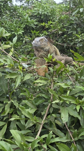 Green Iguana