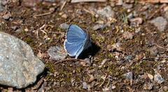 Celastrina echo