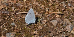 Celastrina echo