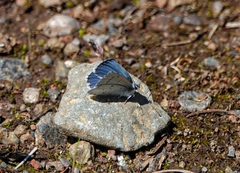 Celastrina echo