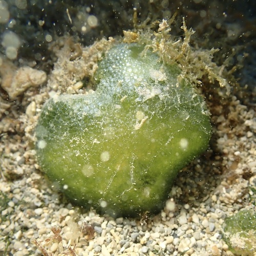 Dictyosphaeria cavernosa observed 2026-07-17