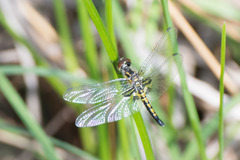 Celithemis ornata