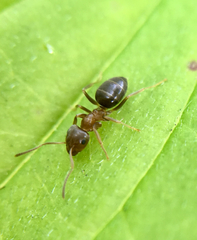 Lasius brunneus
