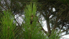 Paranthrene tabaniformis