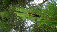 Paranthrene tabaniformis