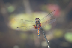 Celithemis ornata