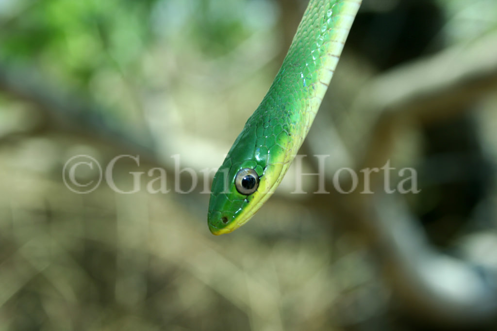 Lichtenstein's Green Racer (Philodryas olfersii) · iNaturalist