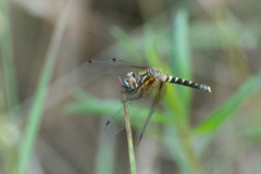 Nannothemis bella