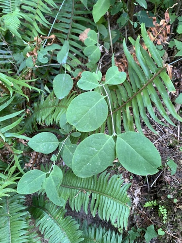 Lonicera ciliosa, photograph 5