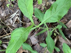 Triosteum angustifolium
