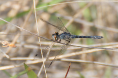 Nannothemis bella