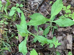 Triosteum angustifolium