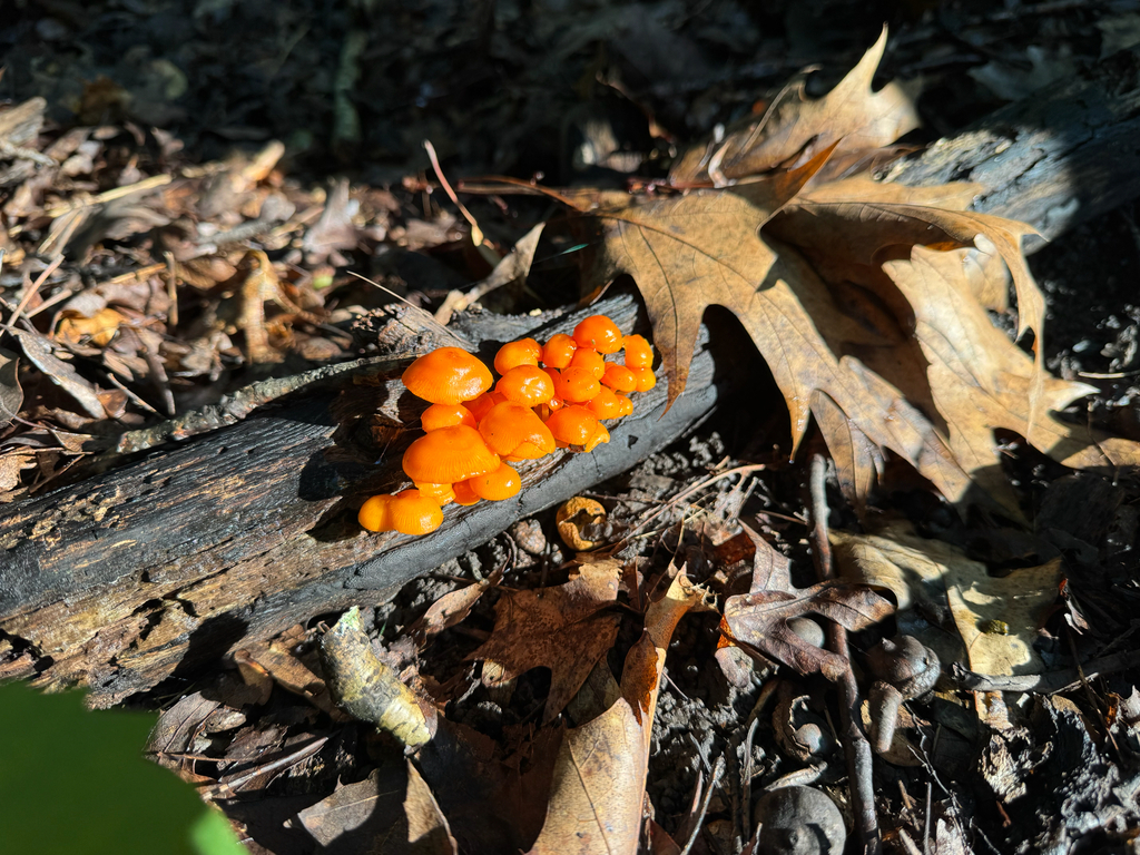 orange mycena · August 2026 · photo: Photo: no rights reserved · iNaturalist