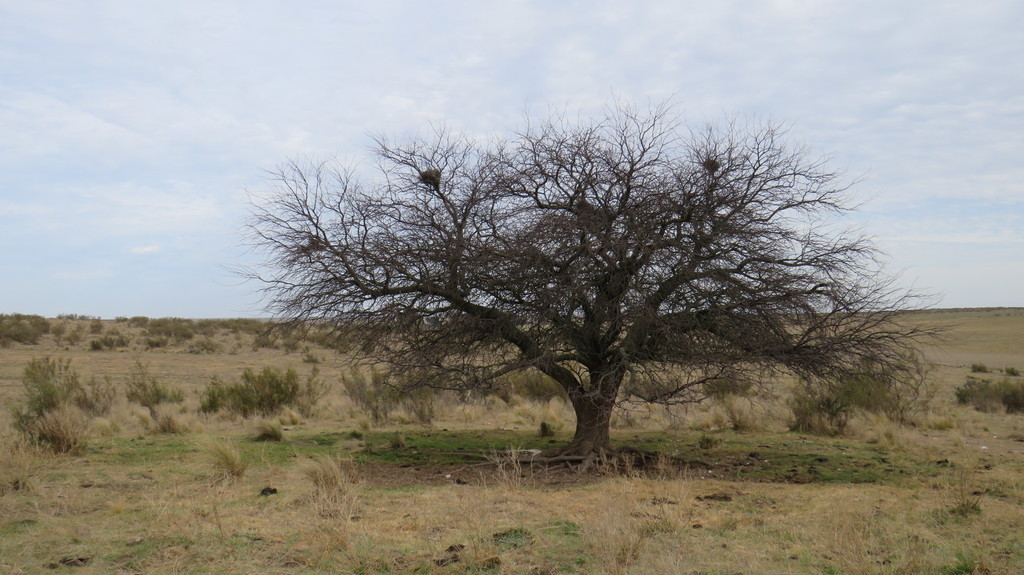 Prosopis caldenia Burkart 4