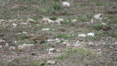 Geositta cunicularia