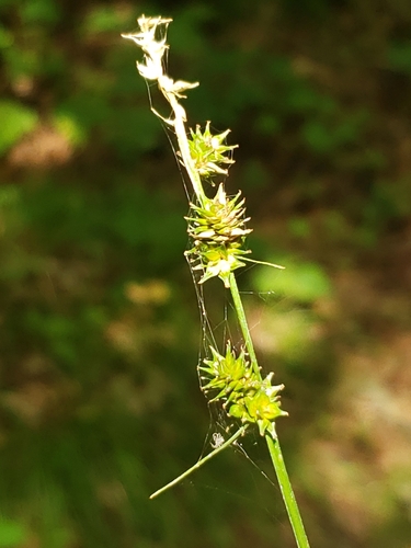 Carex sparganioides, 2026-08-07