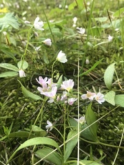 Claytonia lanceolata