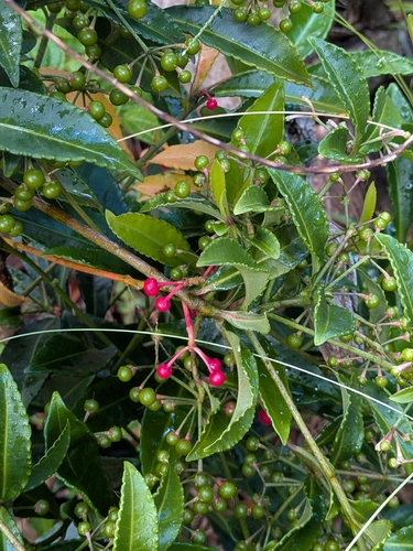 Ardisia crenata observed 2026-08-09