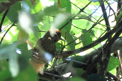 Striated Softtail (Thripophaga macroura)