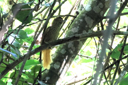 Striated Softtail (Thripophaga macroura), photo 5